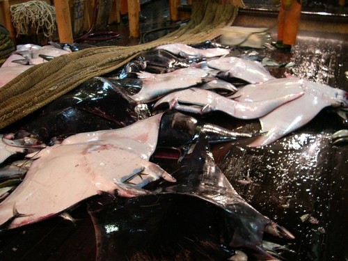 By catch pics taken by researchers on board Dutch super trawlers © Greenpeace http://www.greenpeace.org/